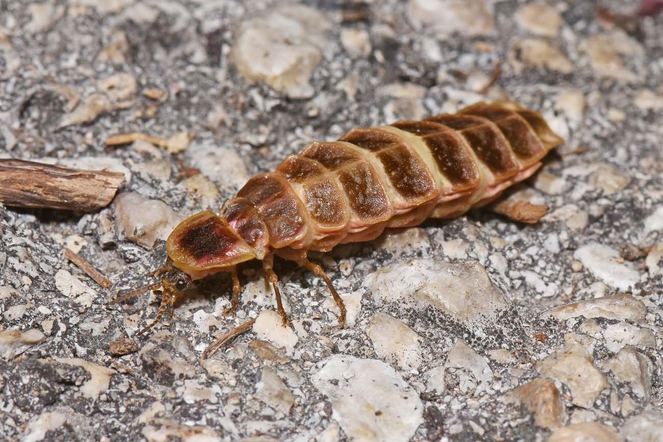 Lampyridae:  Lampyris sp.,  femmina?  S, Lampyris fuscata